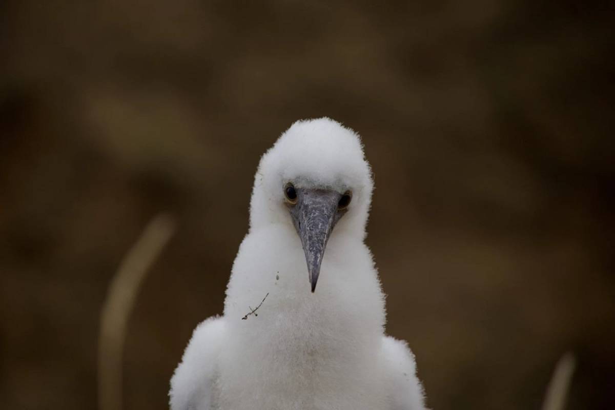 East Galapagos Islands