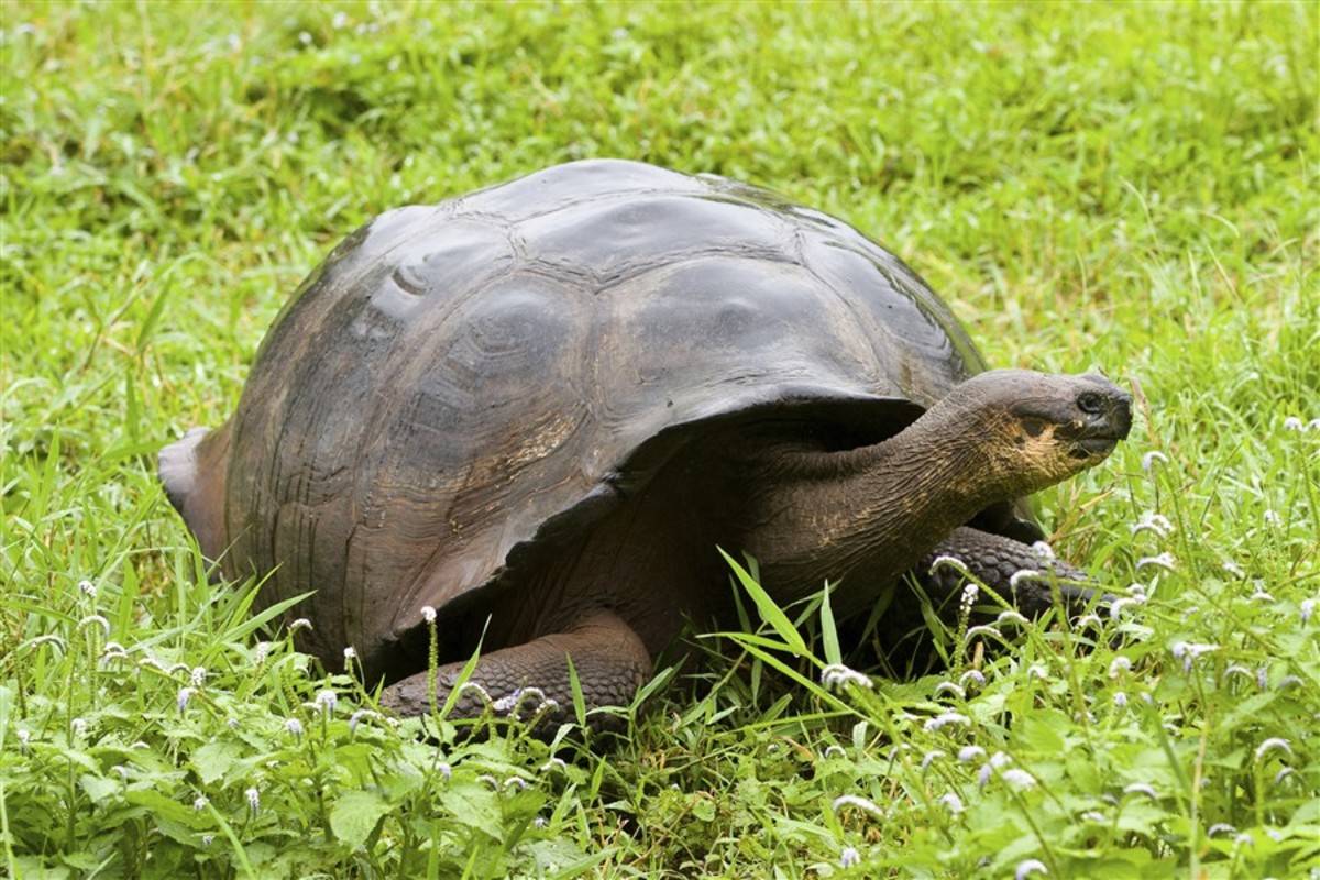 Central Galapagos Islands