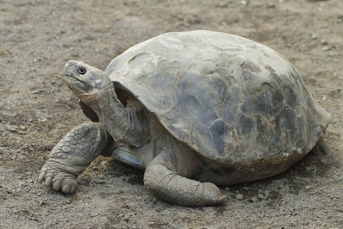 Northern Galapagos Islands