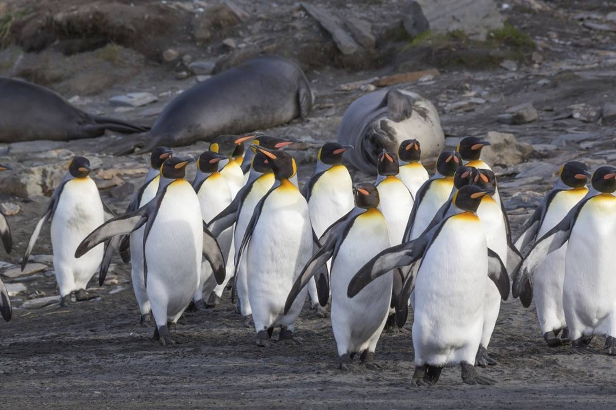 Falklands, South Georgia & Antarctica - Antarctic Wildlife Adventure end Ushuaia