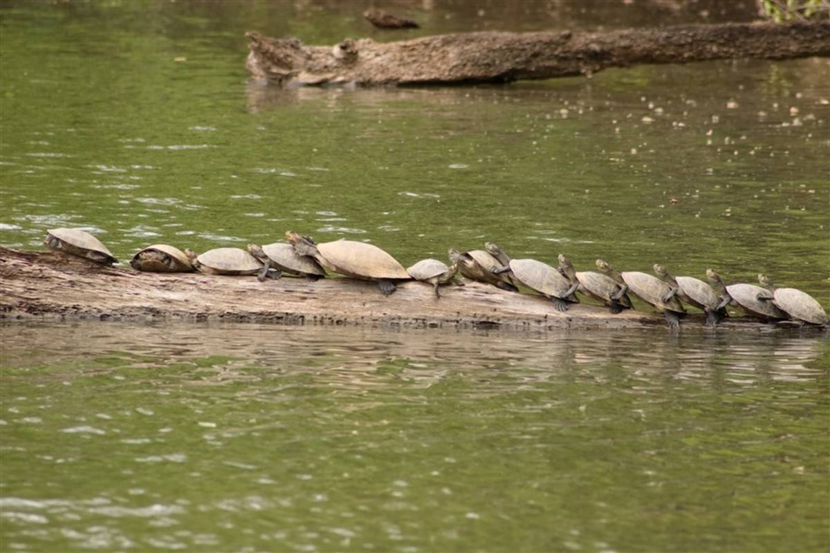 Amazon River Cruise