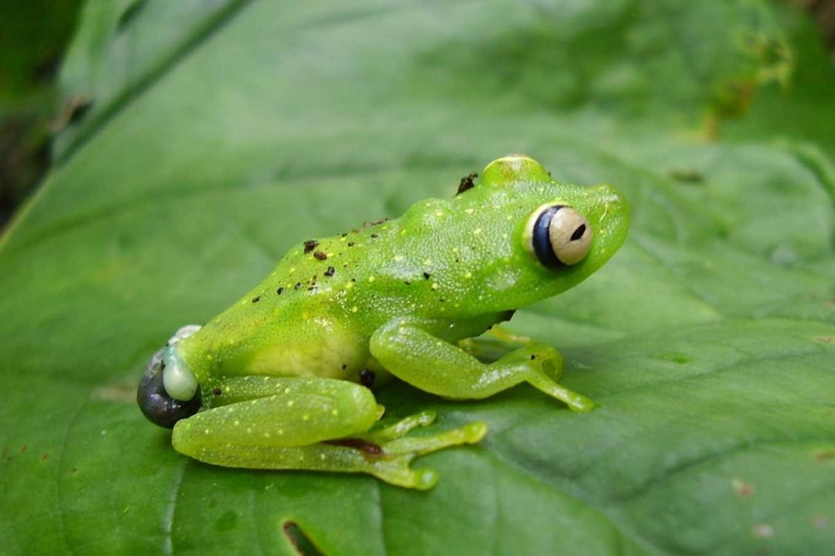 Amazon River Cruise Itinerary (Wednesday-Wednesday)