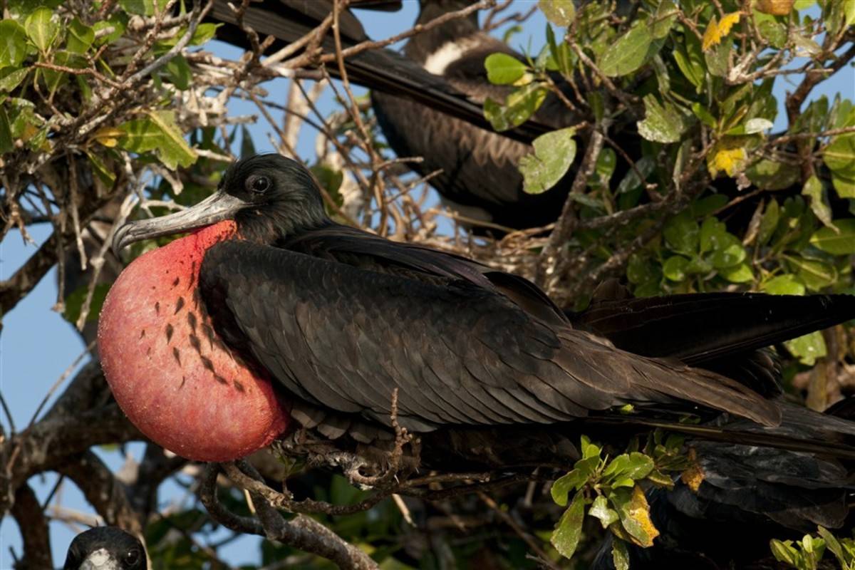 North & East Galapagos Islands