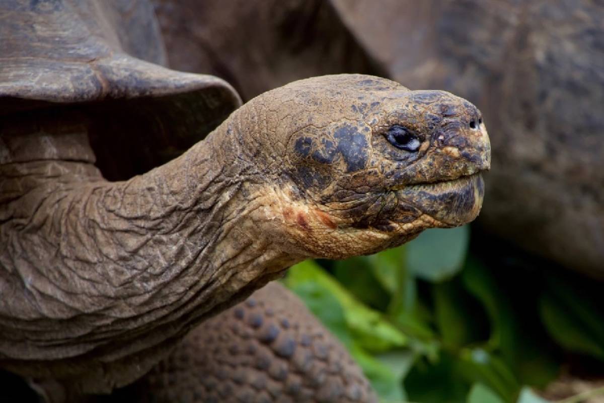  M/C Seaman Journey: Central & West Galapagos Islands