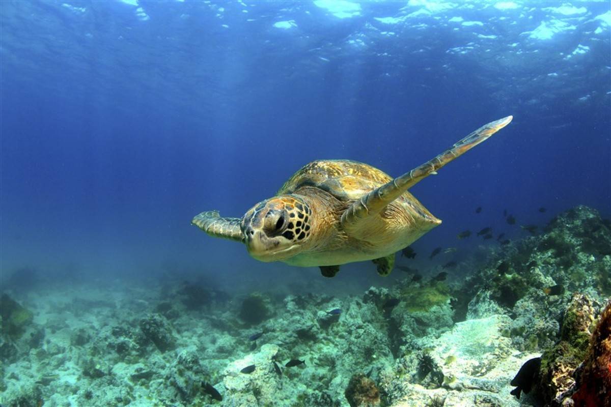 South & East Galapagos Islands