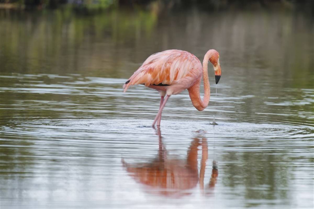 Western Galapagos Islands