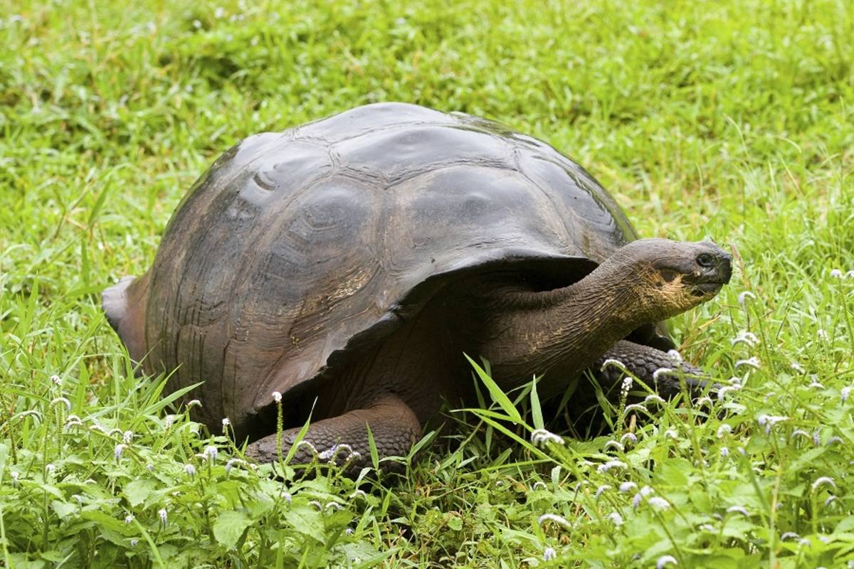 Southern & Central Galapagos Islands