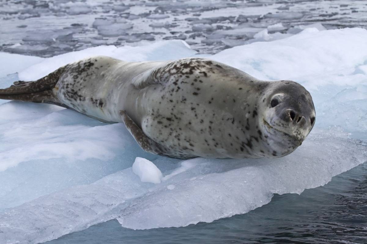 Antarctic Explorer - Discovering the 7th Continent