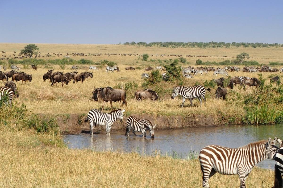 Kenya Connoisseur Sky Safari by Elewana