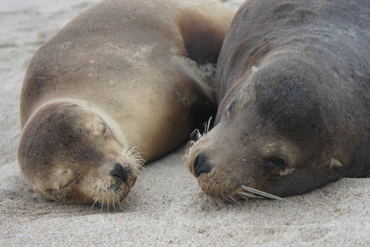 Central East Galapagos Islands