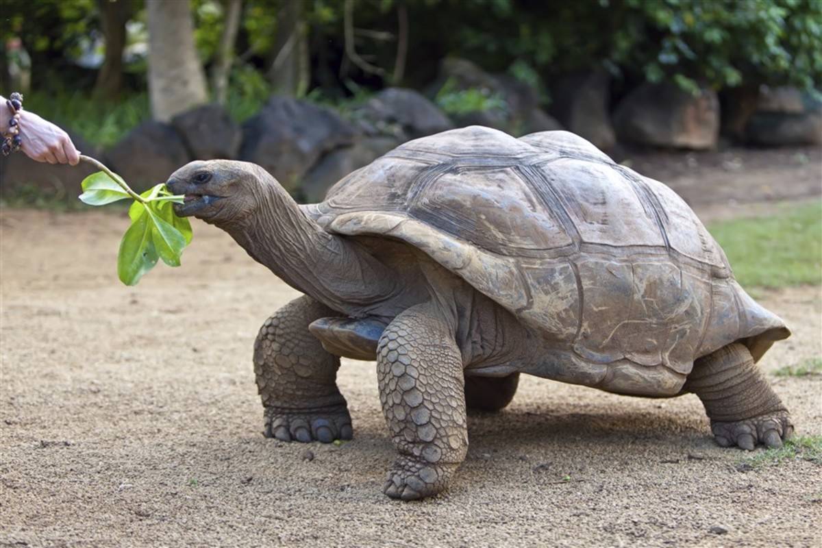 Endemic: Central & East Galapagos Islands