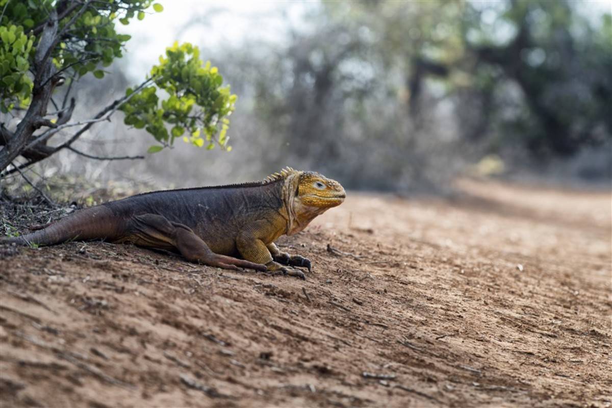 Central to West Galapagos Islands