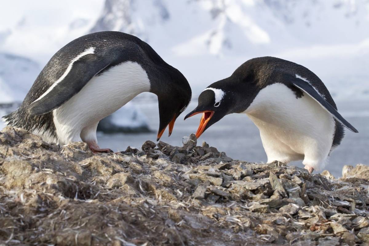 Antarctic Express - Crossing the Circle (Fly/Fly)