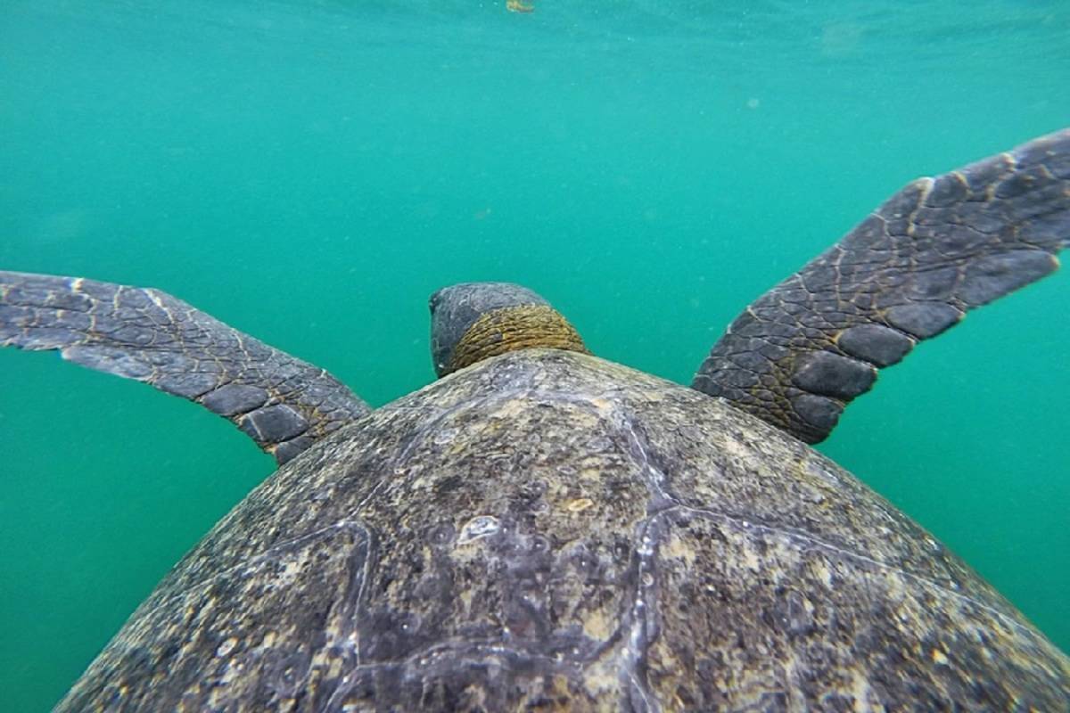 Grand Majestic: Central & South Galapagos Islands