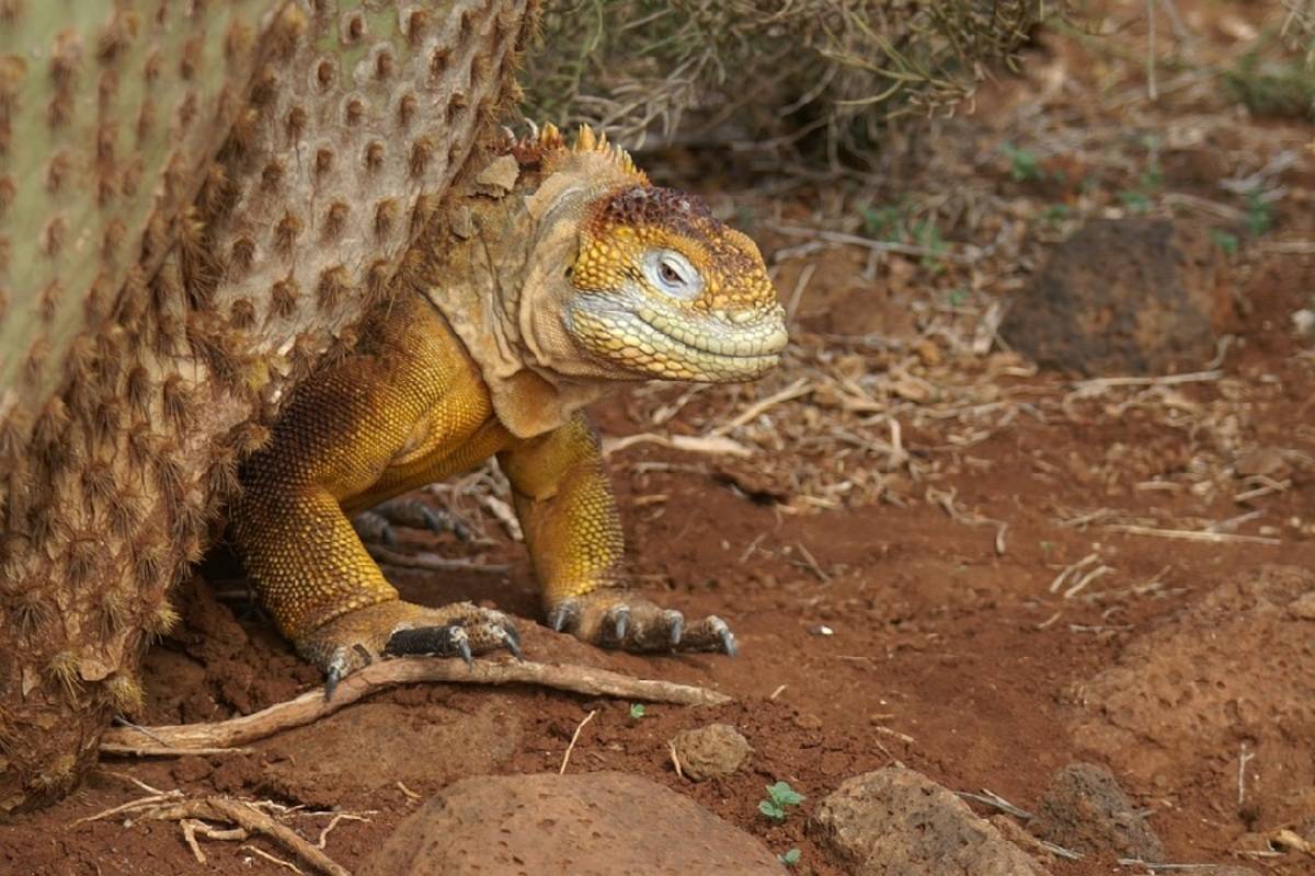 Grand Majestic: Central & West Galapagos Islands