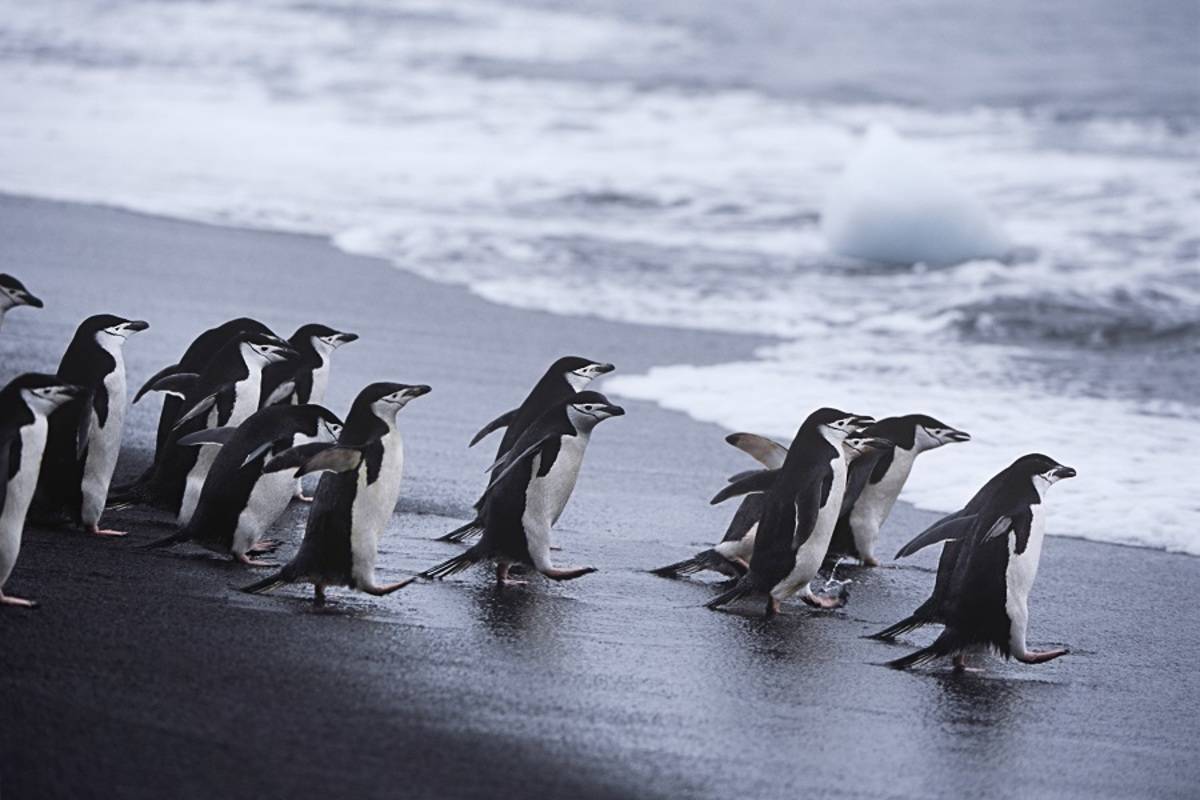 Antarctic Circle - Crossing 66' South Latitude