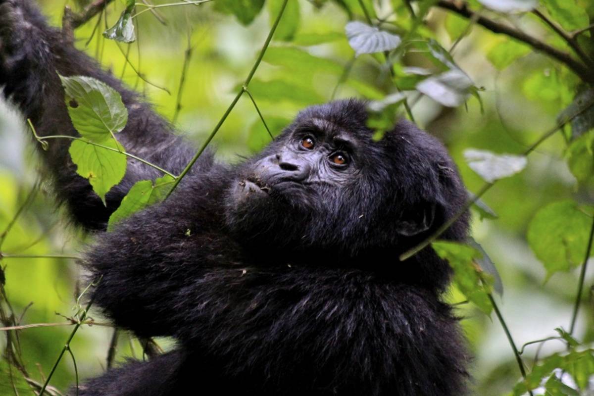 Classic Western Uganda Safari