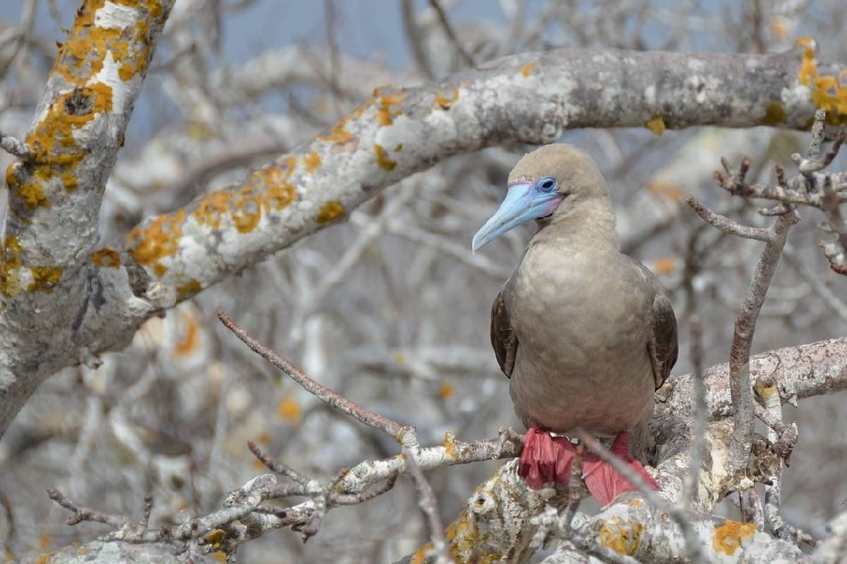 Grand Majestic: East Galapagos Islands