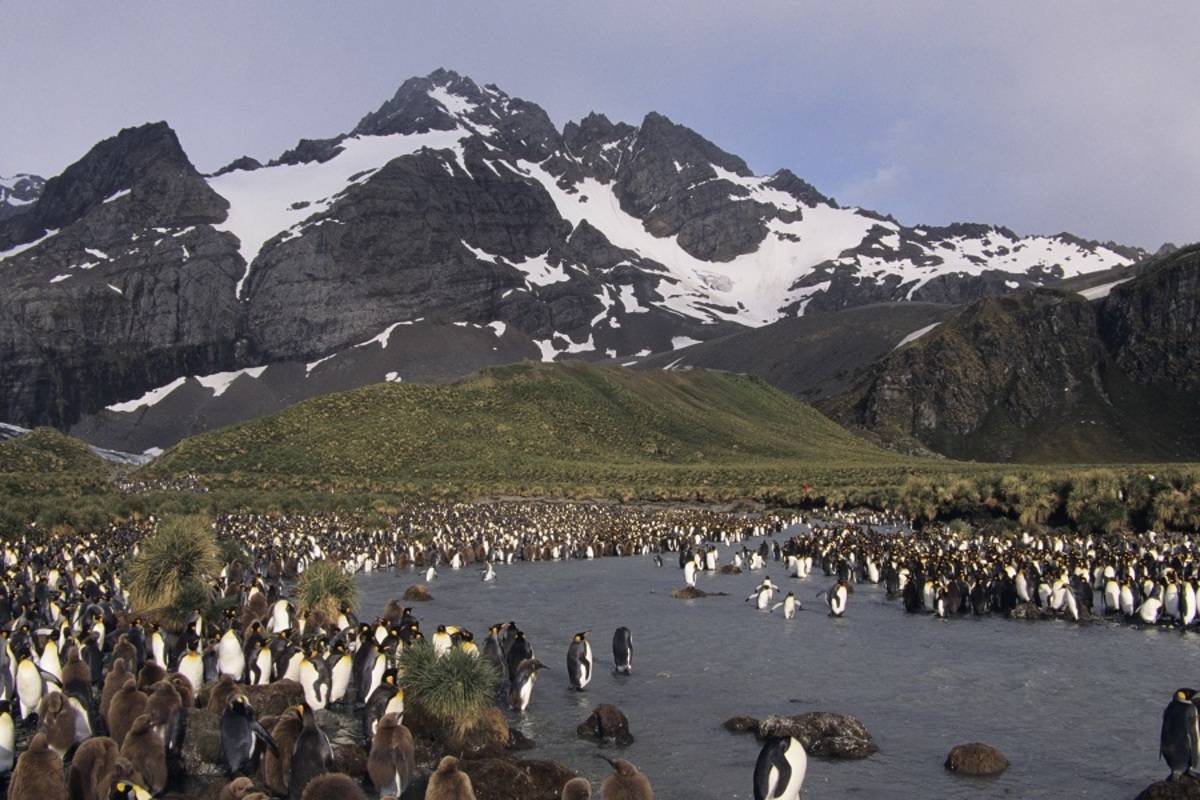 Ocean Diamond: South Georgia & Antarctic Peninsula - Penguin Safari