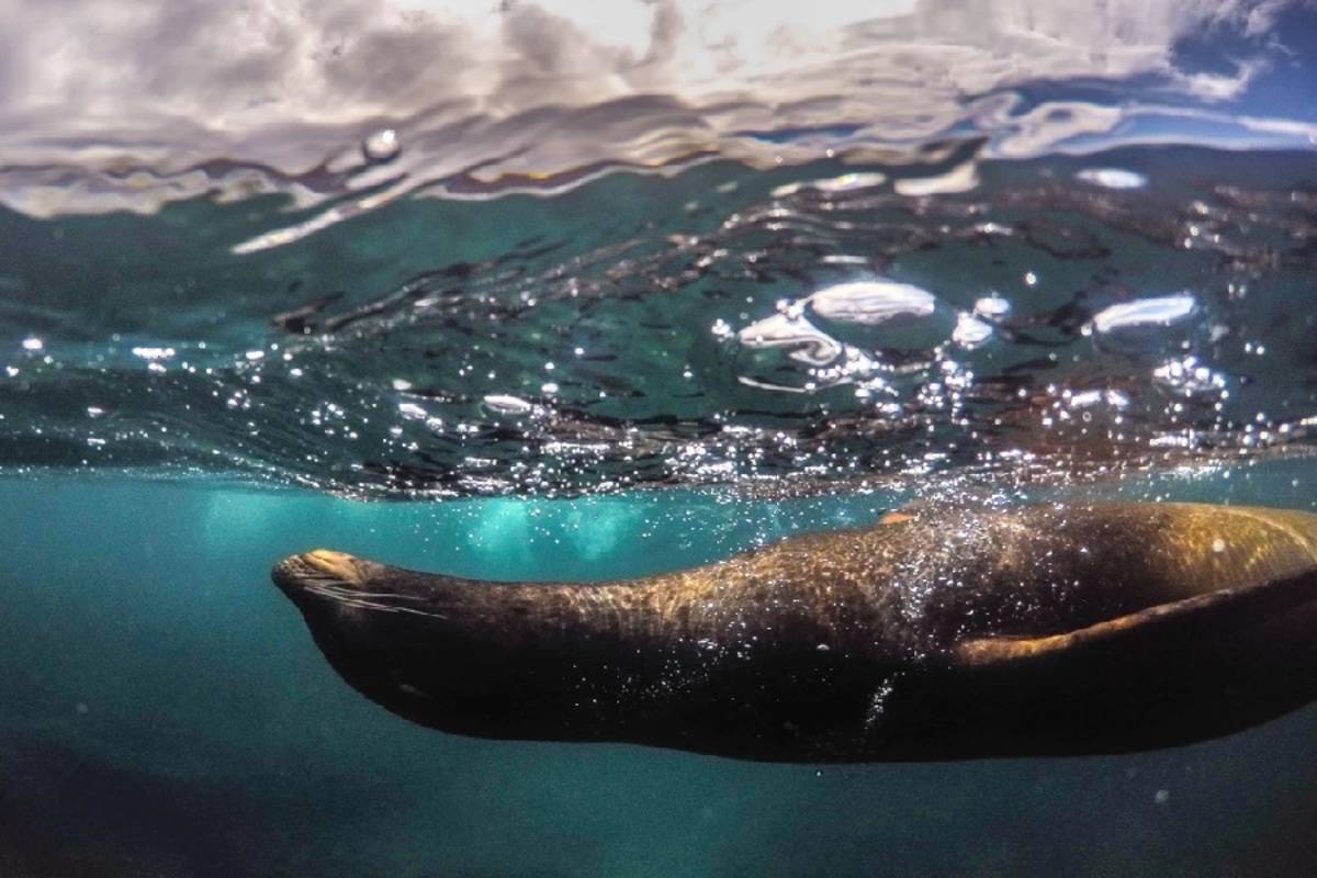 Grand Majestic: Central & North Galapagos Islands