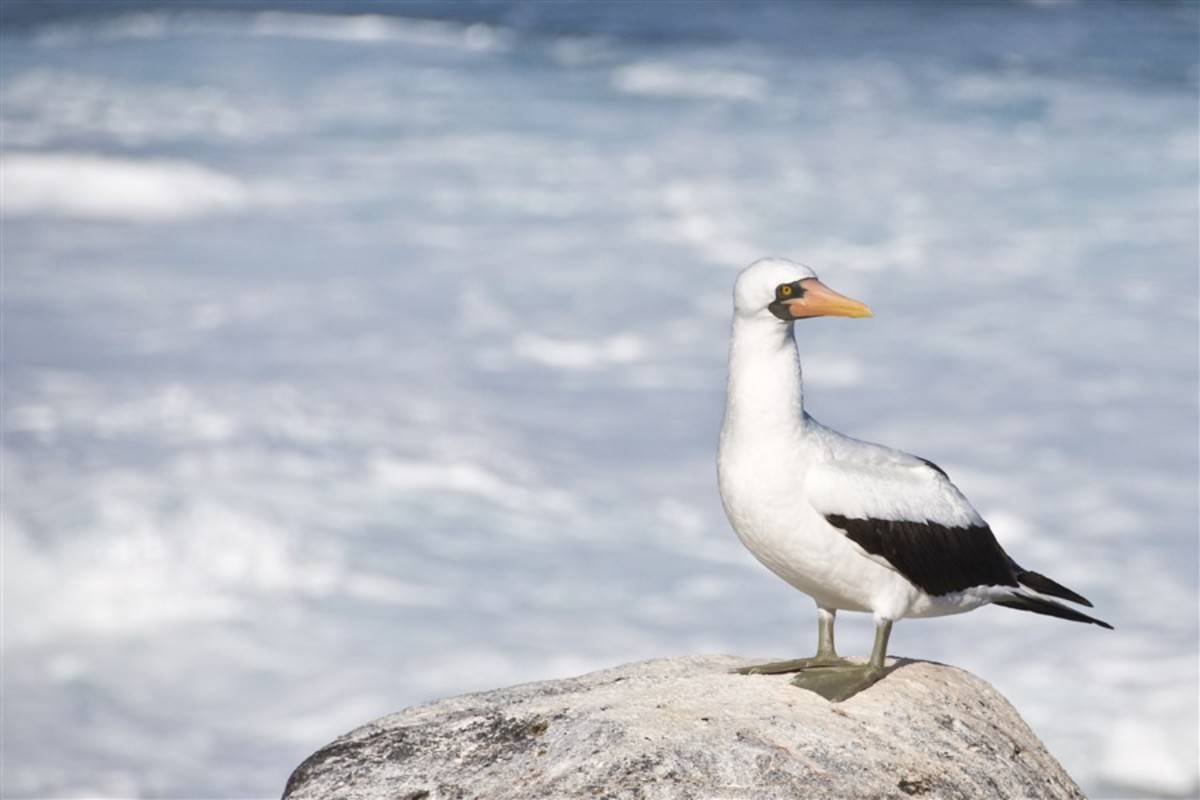 Eden: Galapagos North & Central Islands