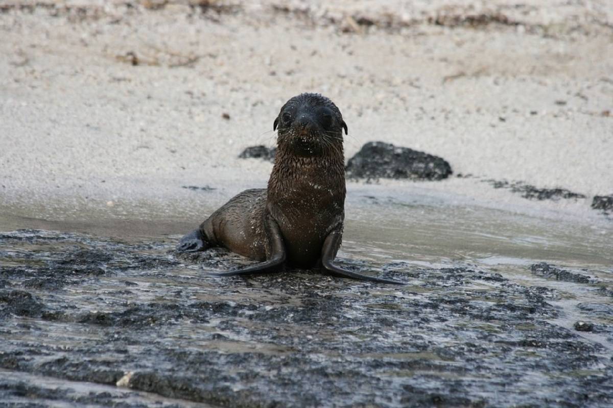 Eden: Galapagos North, Central & South Islands