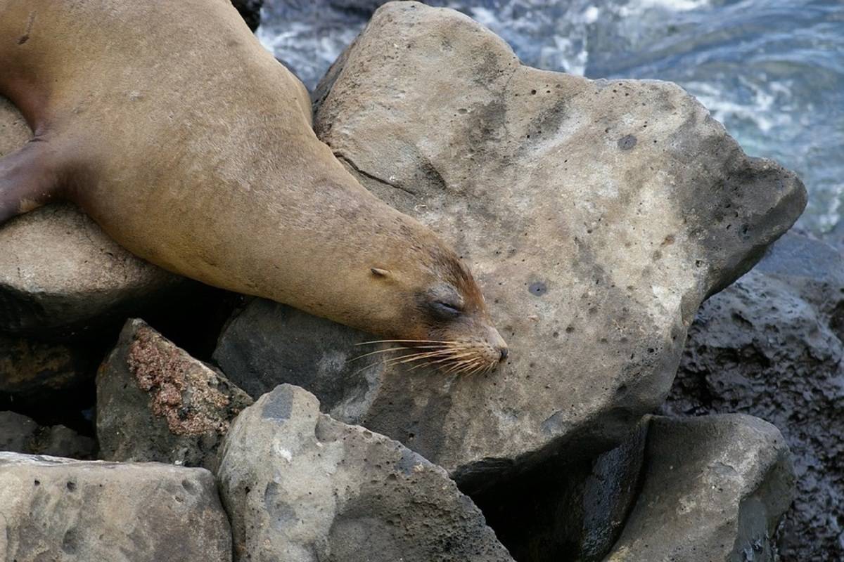 Galapagos Central & East Islands