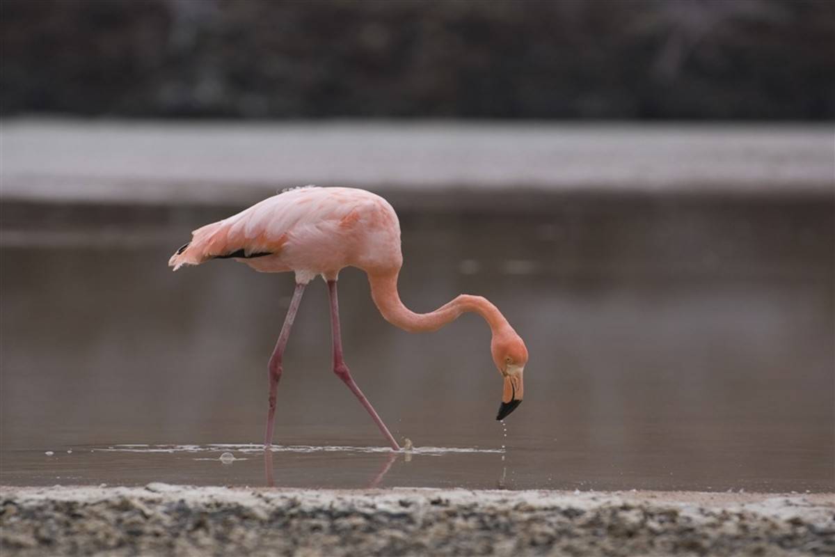 Galapagos Central Islands