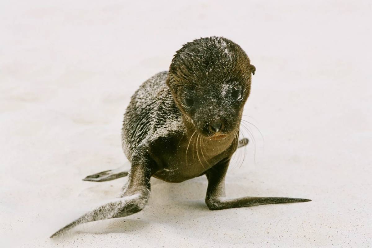 South & West Galapagos Islands