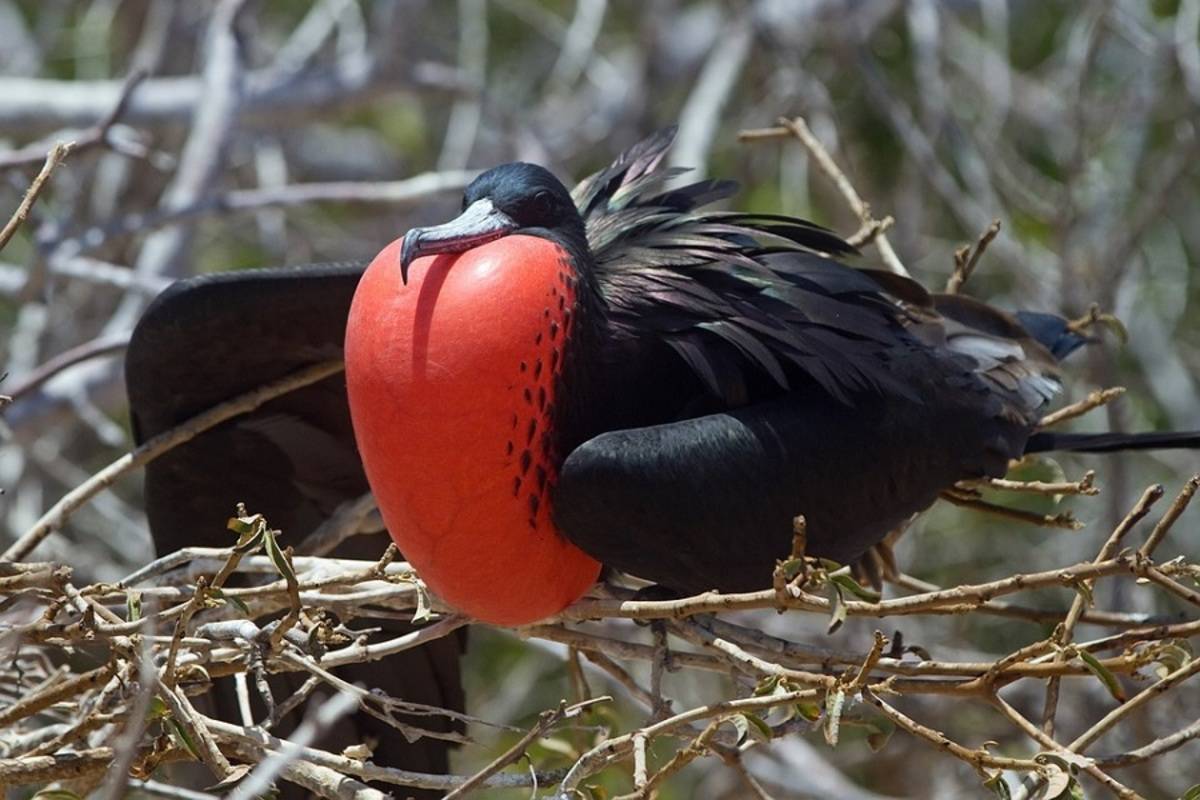 Central Galapagos Islands