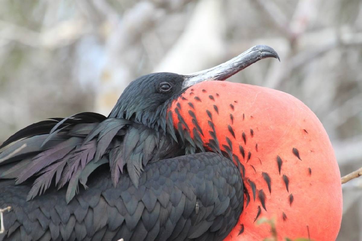 South and East Galapagos Islands