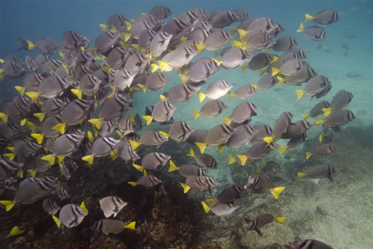 Endemic: North & South Galapagos Islands