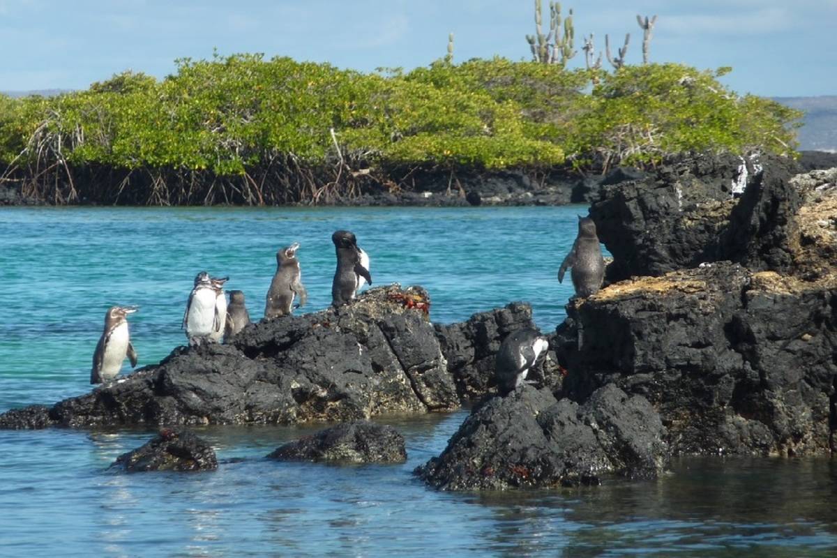 Endemic: West to East Galapagos Islands