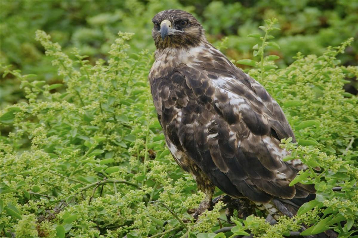 Endemic: West & North Galapagos Islands