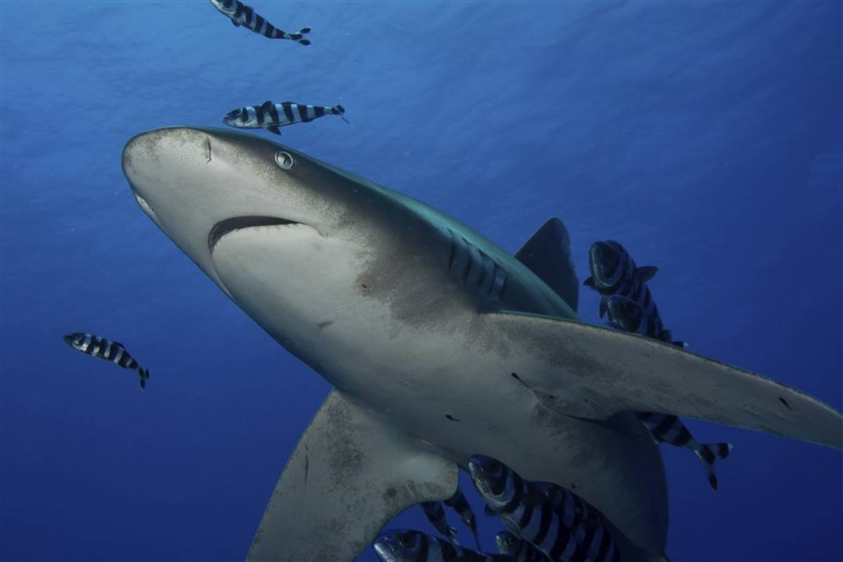 West & South Galapagos Islands