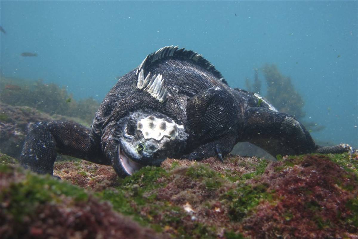 West Galapagos Islands