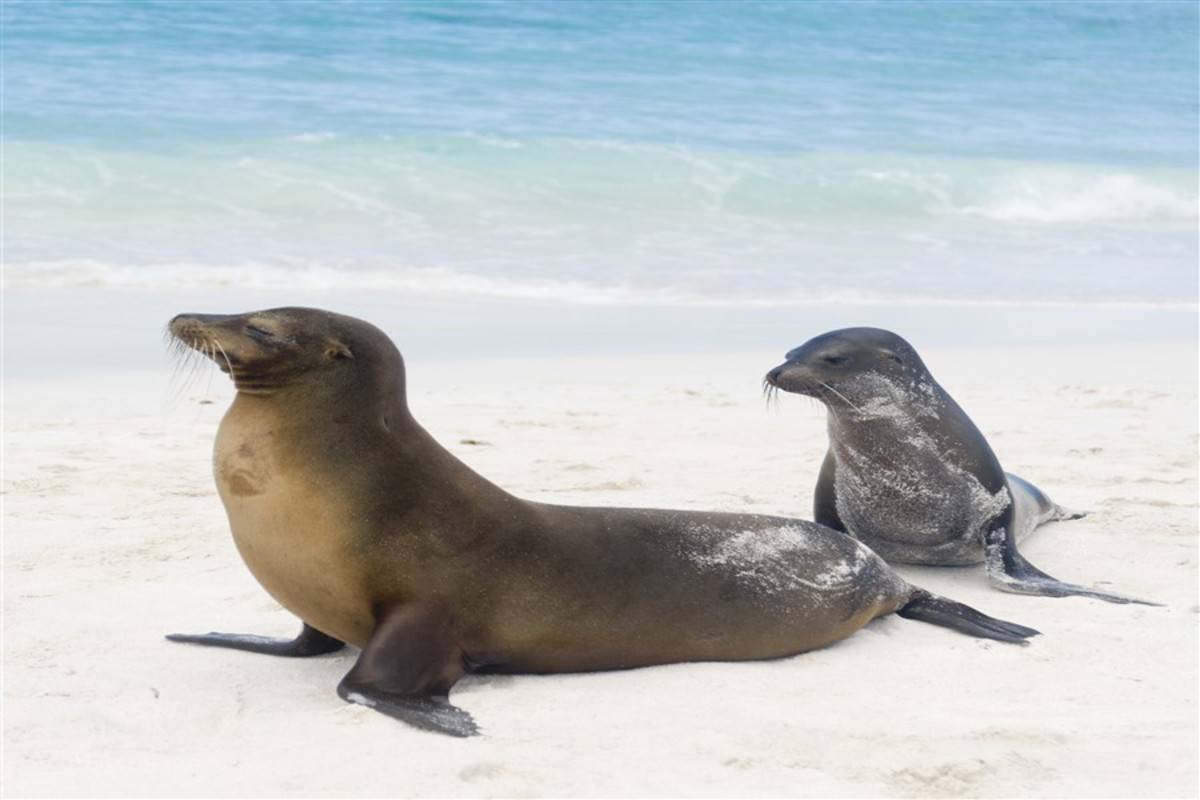 North Galapagos Islands