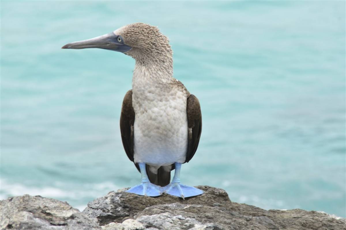 North Galapagos Islands