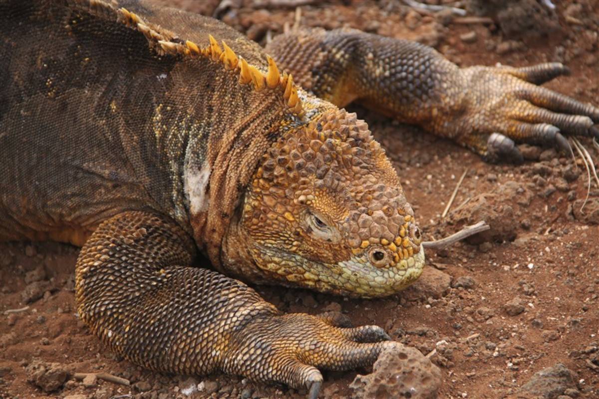 Central Galapagos Islands