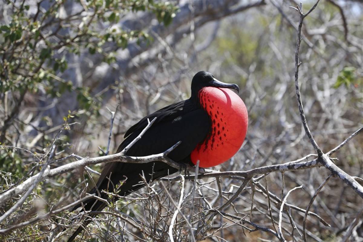 Central, South & East Galapagos Islands