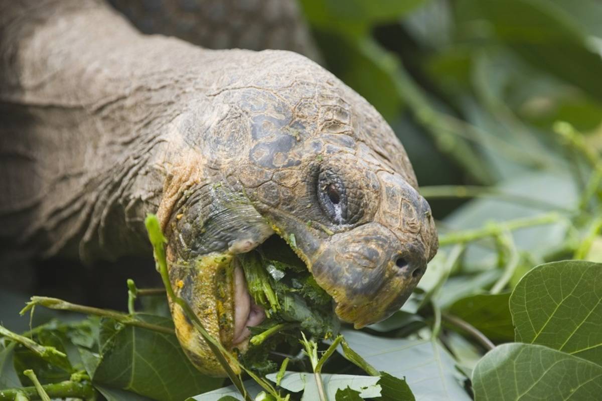 Naturalist - Southern and Central Islands