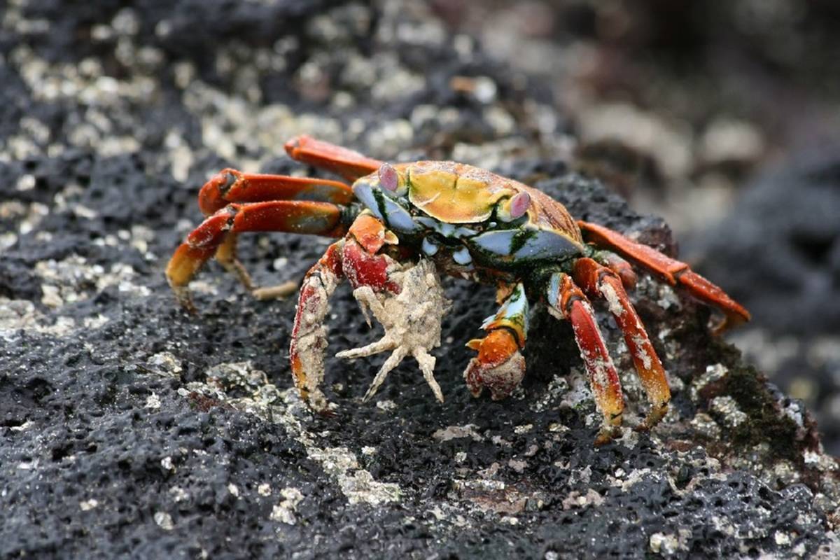 South & Central Galapagos Islands