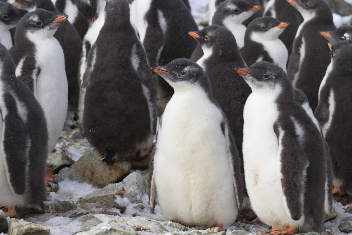 Falkland Islands and Antarctica