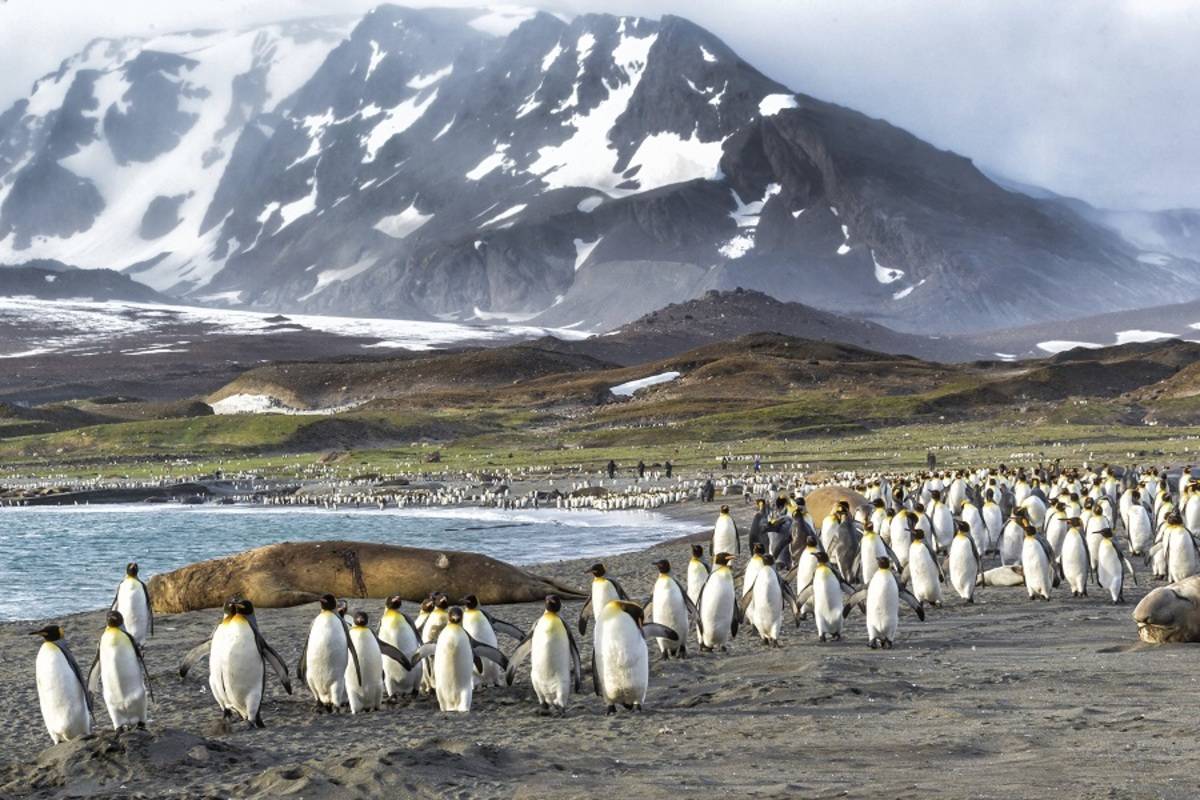 Falklands, South Georgia and Antarctic Peninsula 