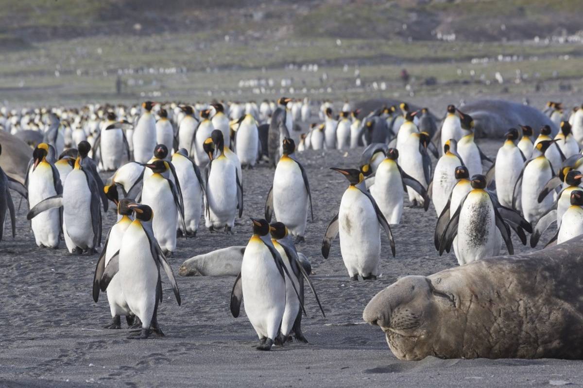 Falklands, South Georgia & Antarctica ex. Puerto Madryn