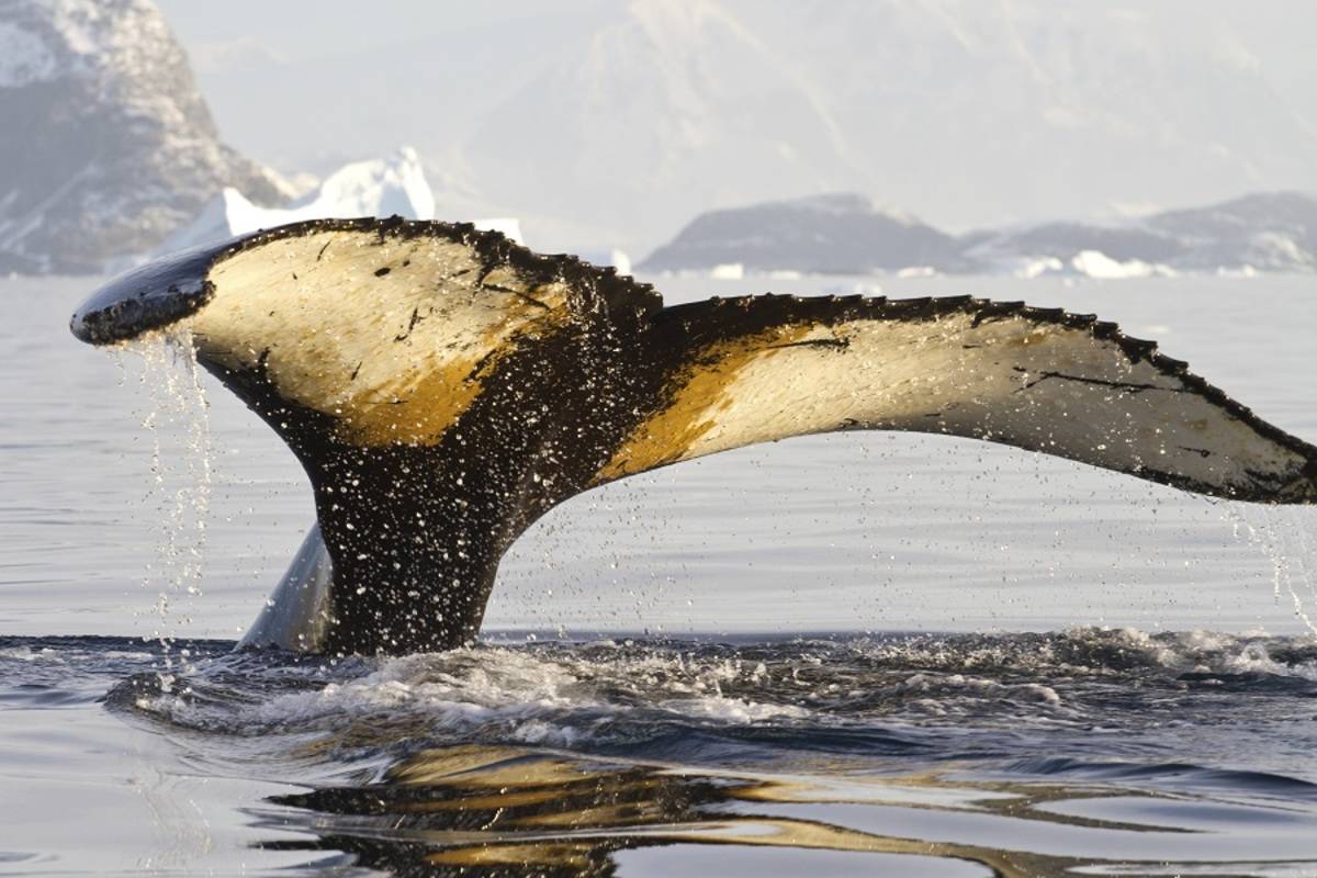 M/V Hondius: Antarctica - Whale Watching Discovery and Learning Voyage