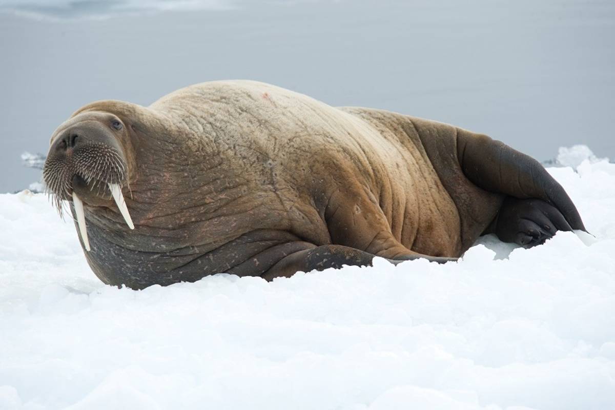 Ocean Endeavour: Heart of the Arctic