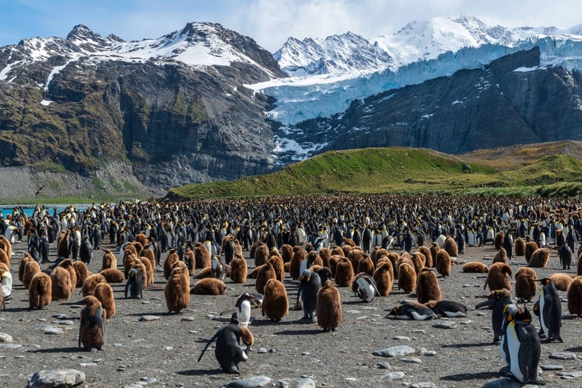 Falklands, South Georgia & Antarctic Peninsula