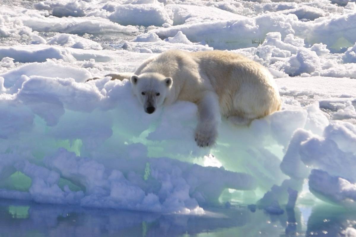 West Svalbard & Polar Ice Edge