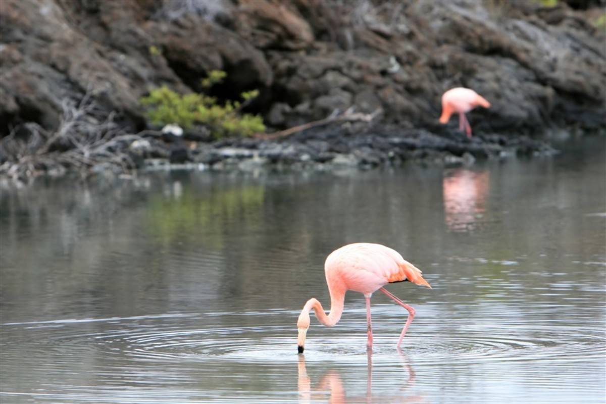 Southern & Central Galapagos Islands